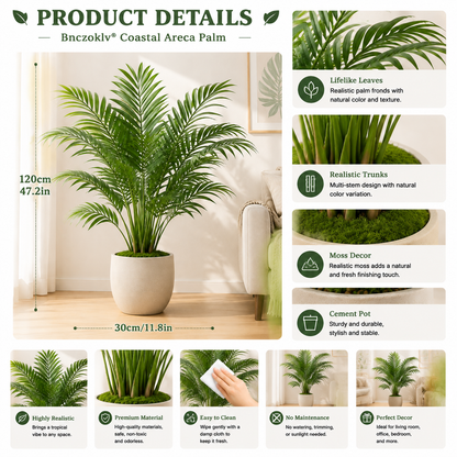 Bnczoklv® Coastal Areca Palm