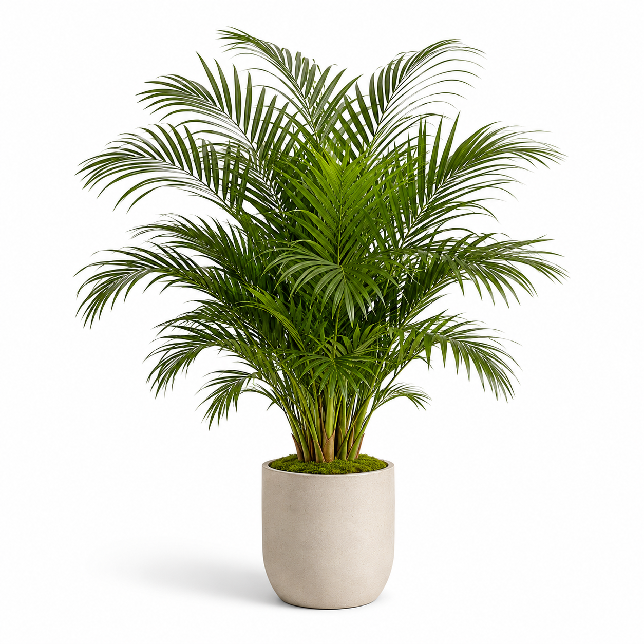 Bnczoklv® Amazon Tropical Palm Tree