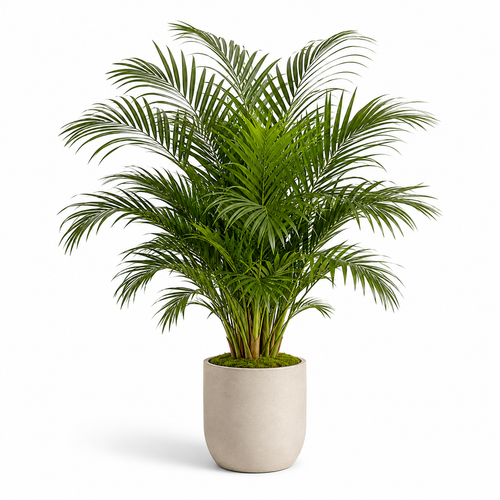 Bnczoklv® Amazon Tropical Palm Tree