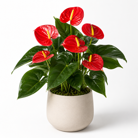 Bnczoklv® Tropical Anthurium Flower
