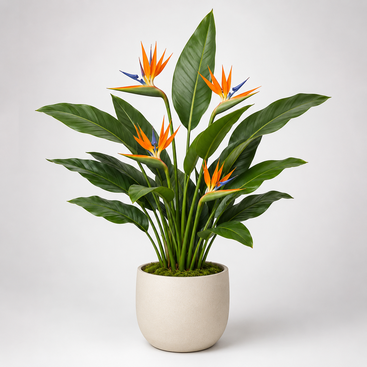 Bnczoklv® Exotic Bird of Paradise Plant