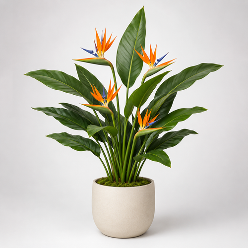 Bnczoklv® Exotic Bird of Paradise Plant