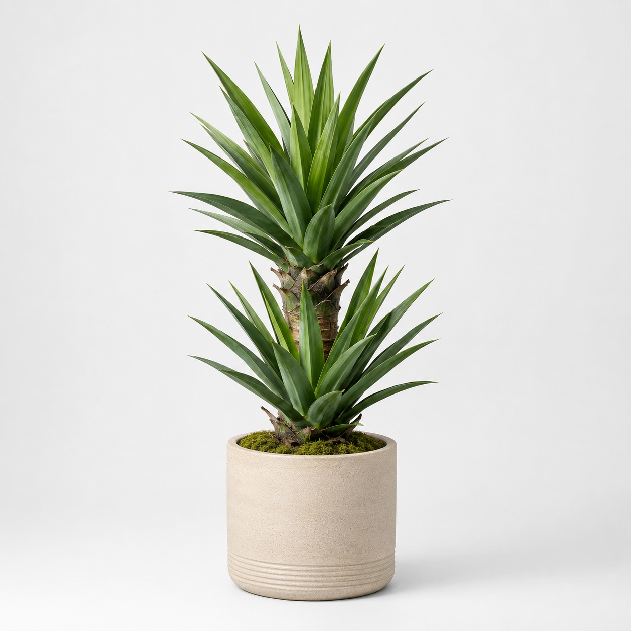 Bnczoklv® Desert Yucca Plant