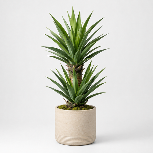 Bnczoklv® Desert Yucca Plant